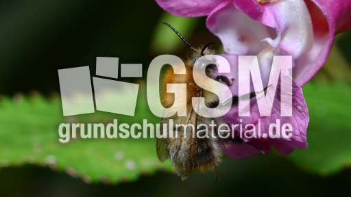 Ackerhummel (11).jpg